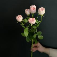 Пионовидная кустовая роза, 60 см Кения